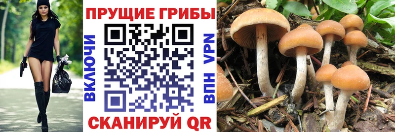 Псилоцибиновые грибы прущие грибы  Темрюк 